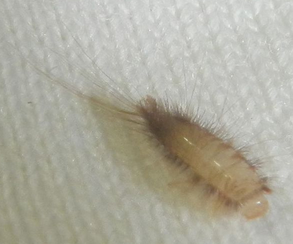 Found carpet beetle larvae in bedroom. Next steps? : r/pestcontrol