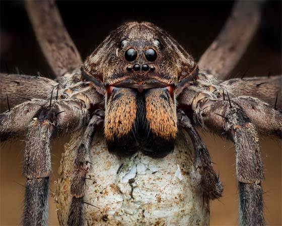 Extreme Closeup of Wolf Spider
