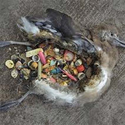 plastic inside dead bird