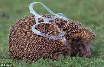 hedgehog in plastic