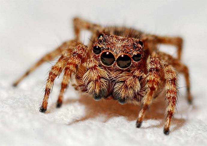 Brown and Black Jumping Spider