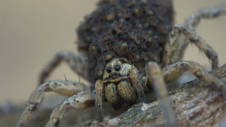 Spider Mother with Babies on Back