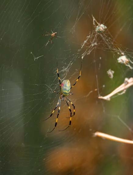 Two Joro Spiders