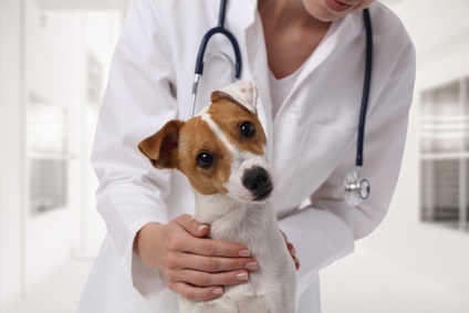 Dog At Vet