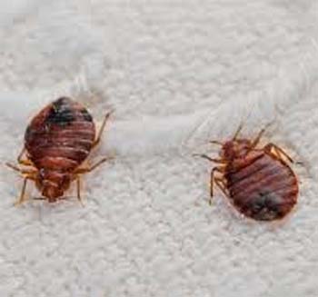 10 Ways How To Get Rid Of Moths & Carpet Beetles Naturally
