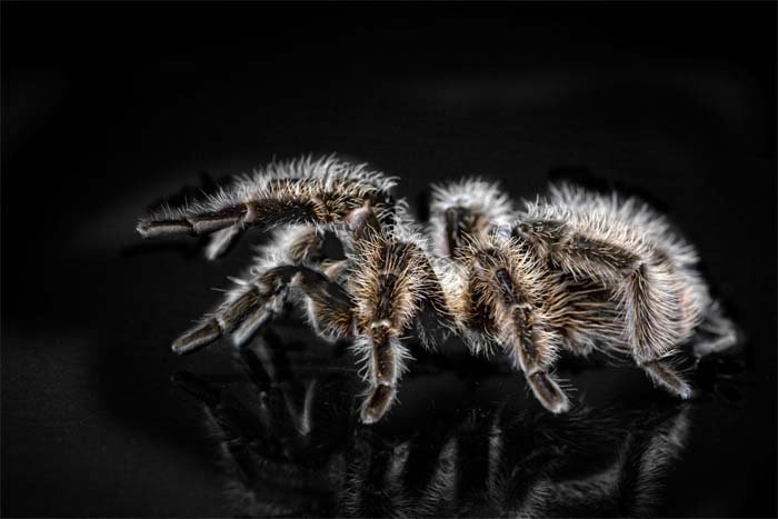 Closeup of Black and Brown Tarantula