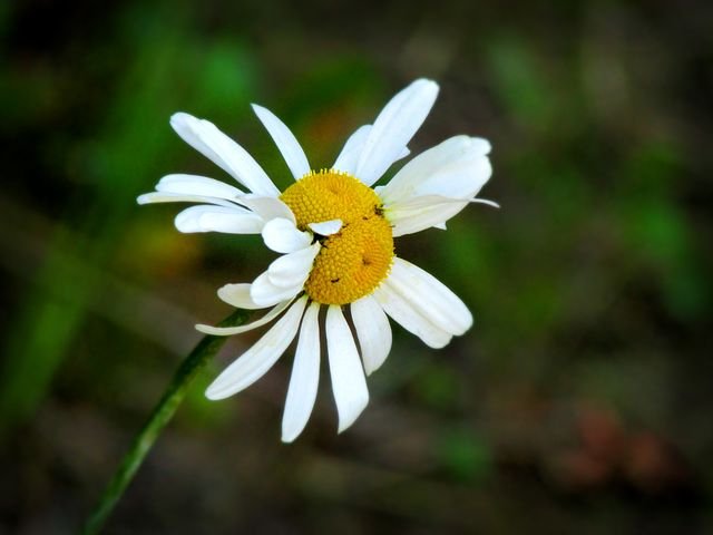 Daisy Mutation