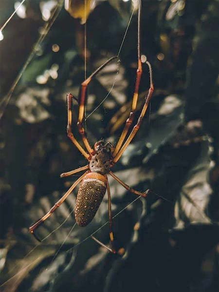 Golden Silk Spider