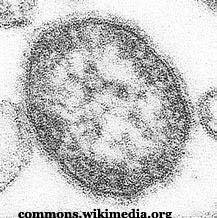 The Measles Virus