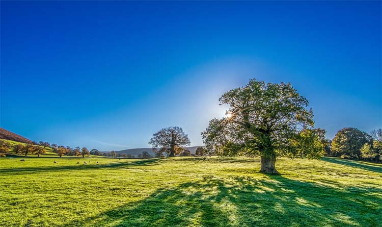 Sunshine, Blue Skies