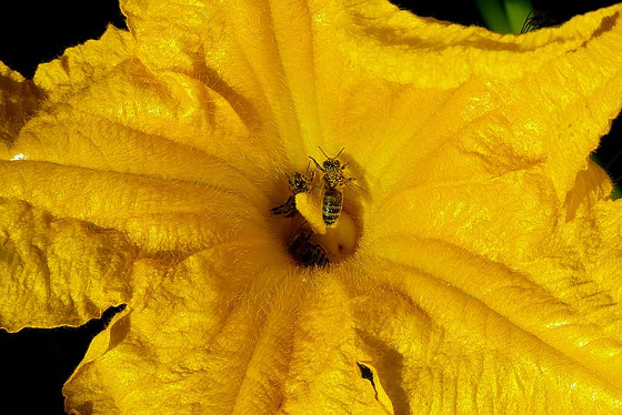 Zucchini FLower